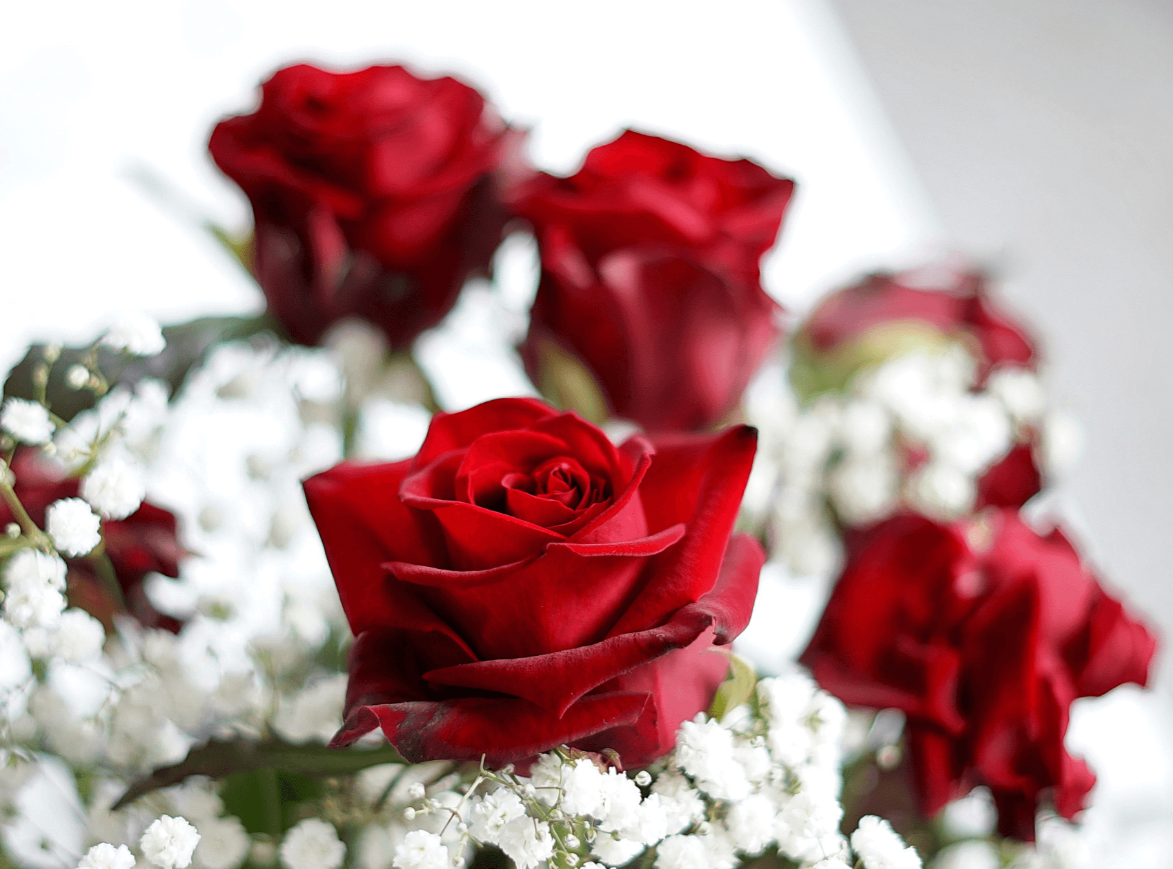 7 Tips on How to Care for Roses to Make Them Last Longer